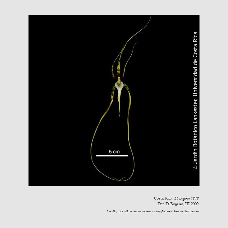 Brassia arcuigera